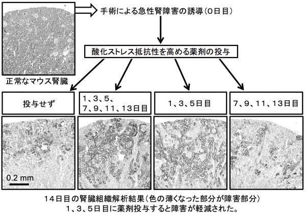 ID17996_nezu_fig