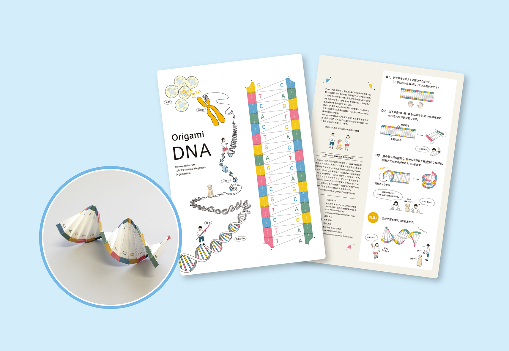 ゲノム学習ツール「Origami DNA」が完成しました｜東北メディカル