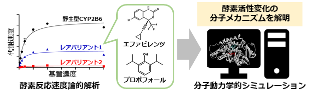 医薬品による治療効果や副作用発現の個人差に関与する薬物代謝