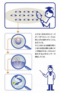 sakae