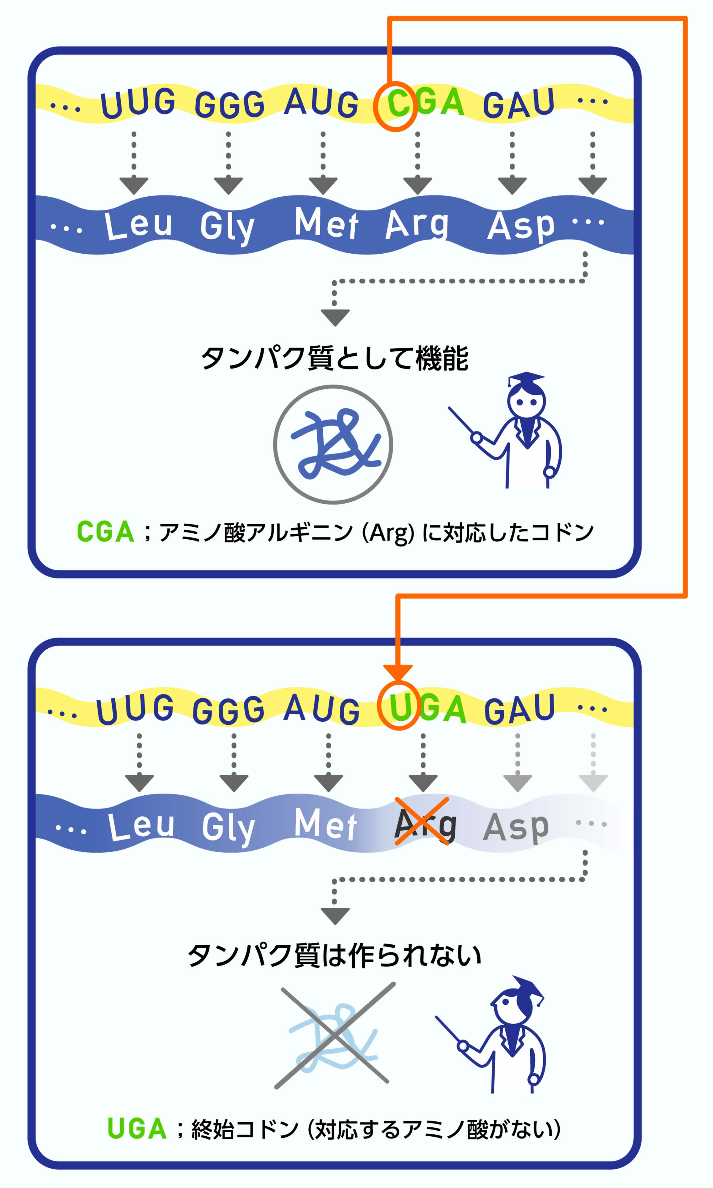 コドン 終止