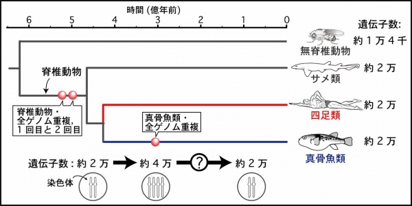 Figure1JAP