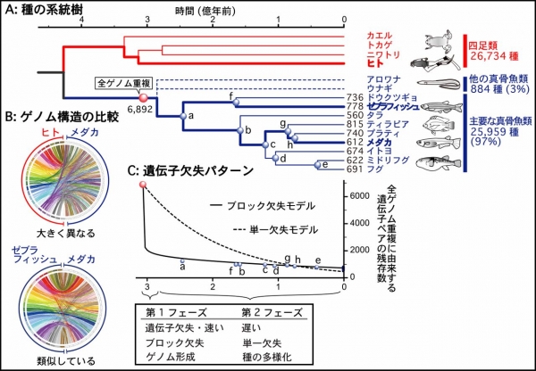 Figure2JAP